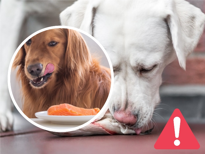 perro blanco comiendo pescado crudo en el suelo