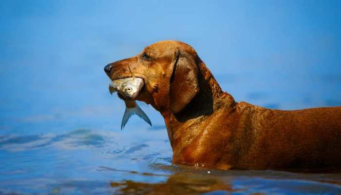 Los Perros Pueden Comer Pescado? Tipos Riesgos
