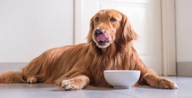 perro junto a su tazón de comida