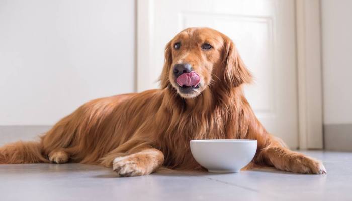 perro junto a su tazón de comida