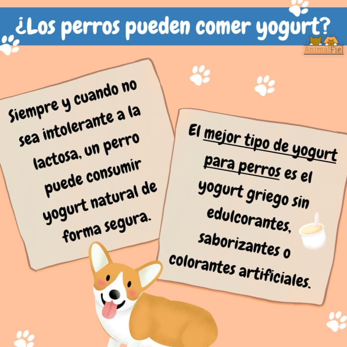imagen-diseño los perros y el consumo de yogur