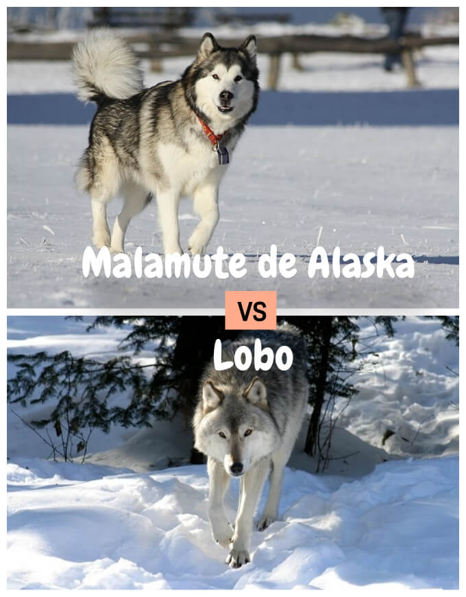 malamute de alaska caminando sobre el hielo