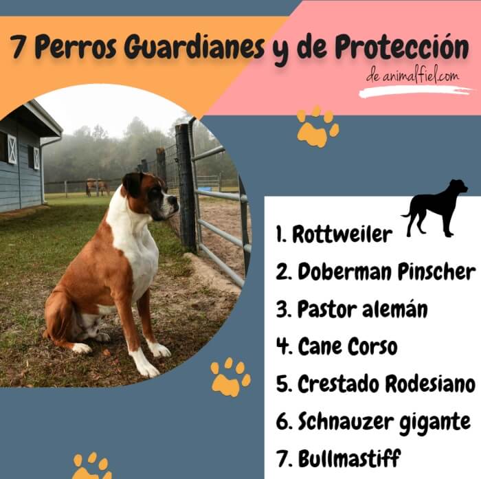 imagen-diseño mejores razas de perros guardianes