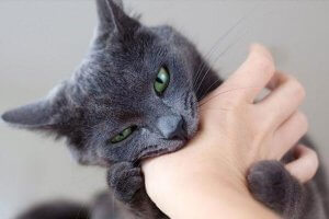gato de ojos verdes mordiendo una mano
