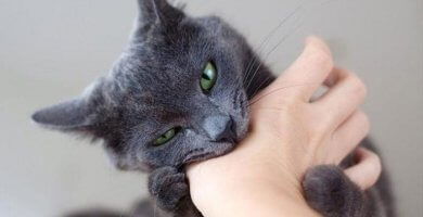 gato de ojos verdes mordiendo una mano