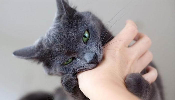 gato de ojos verdes mordiendo una mano