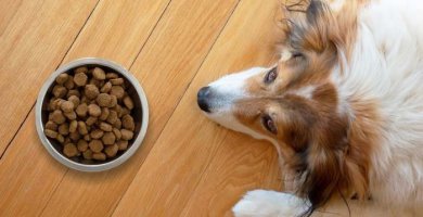 perro desganado delante de su cuenco de comida