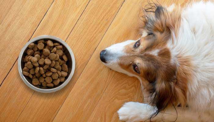 perro desganado delante de su cuenco de comida