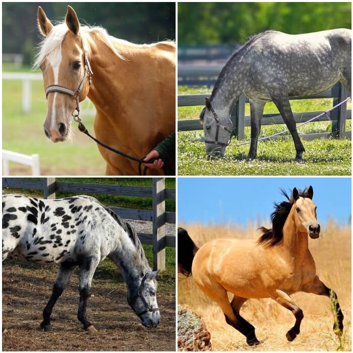 caballo manchado pastando en el terreno