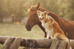 caballo marrón junto a perro