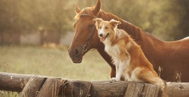 caballo marrón junto a perro