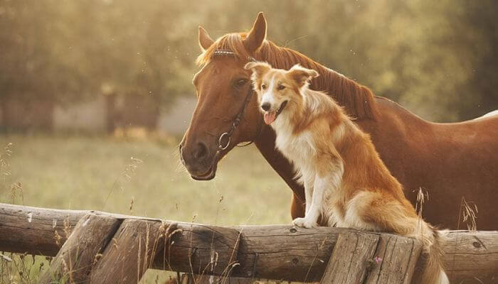 caballo marrón junto a perro