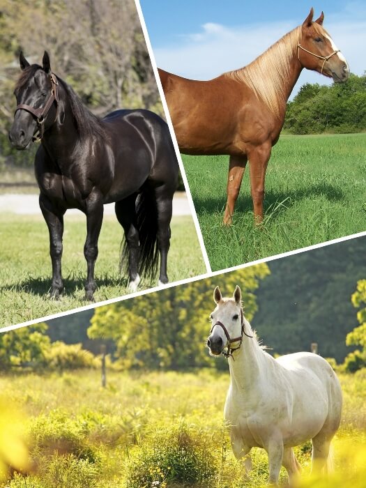 hermoso caballo alazán de crin dorada brillante