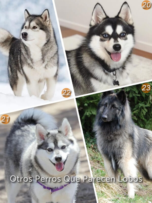 imagen collage con varios perros que parecen lobos