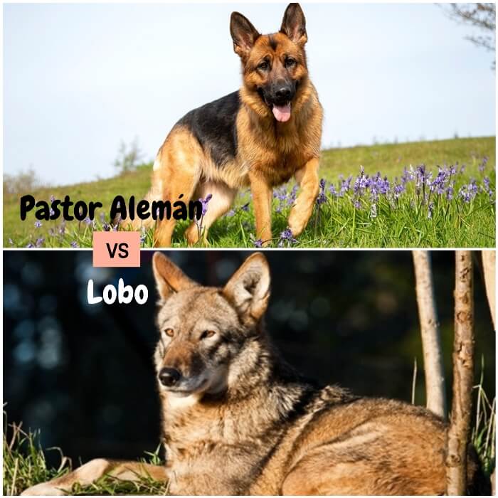 pastor alemán con lengua afuera y rodeado de flores