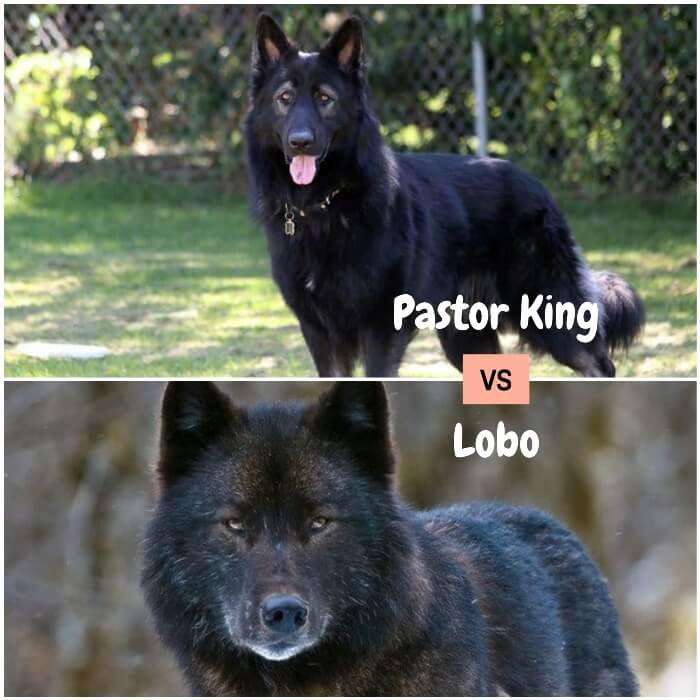 gran pastor King de pelaje negro