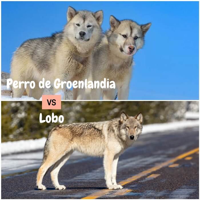 dos perros de Groenlandia mirando hacia abajo 