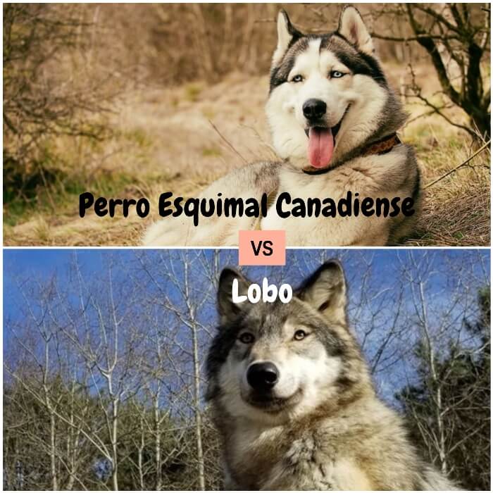 perro esquimal canadiense echado sobre la hierba seca