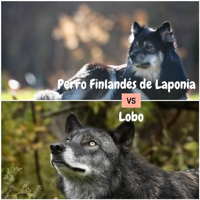 perro finlandés de Laponia negro y blanco