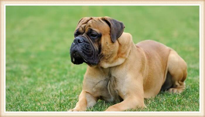 bullmastiff echado sobre el pasto verde con la cabeza elevada