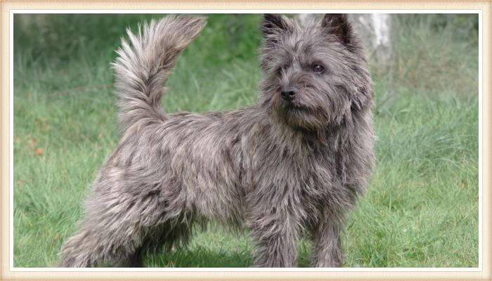 cairn terrier gris muy peludo con cola levantada