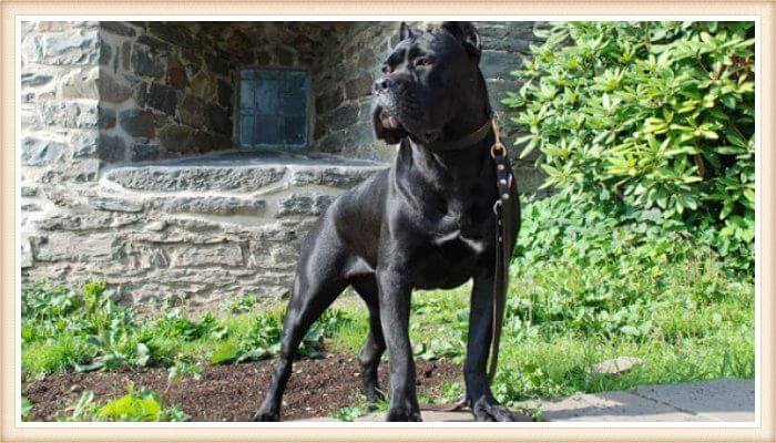 cane corso negro erguido protegiendo la propiedad