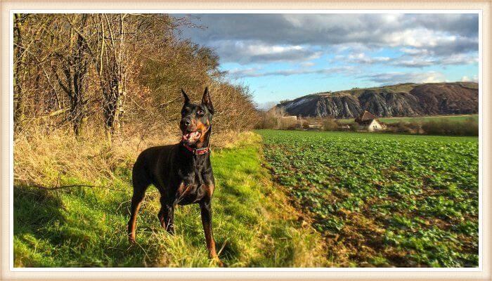 doberman vigilando los cultivos en el campo