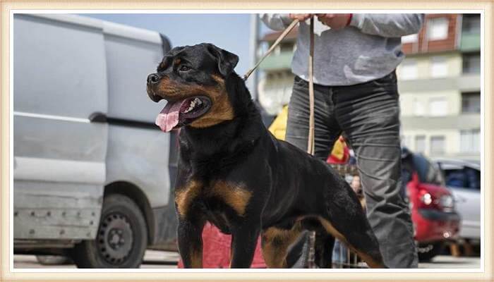 rottweiler atado con correa junto a su dueño