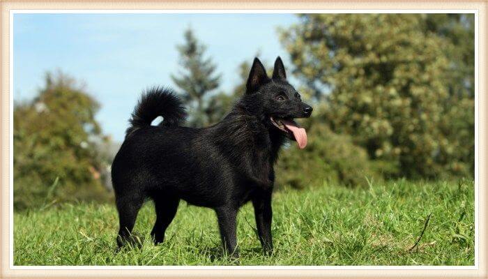 perro Schipperke negro parado al aire libre con lengua afuera