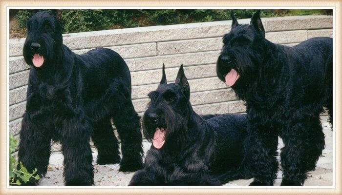 trío de schnauzers negros gigantes