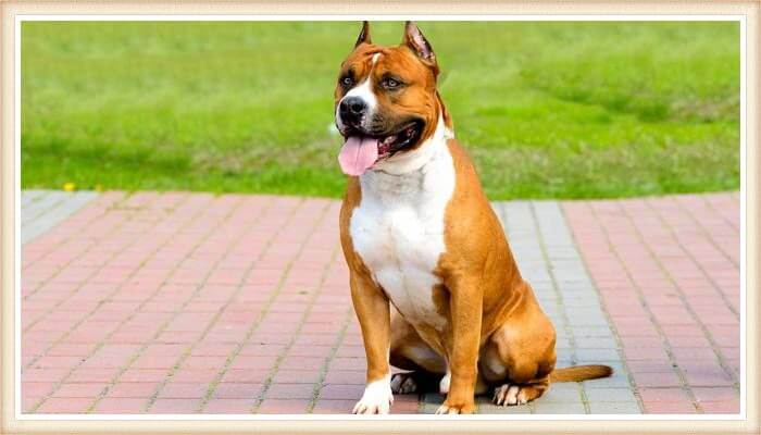 staffordshire terrier bicolor sentado sobre la acera