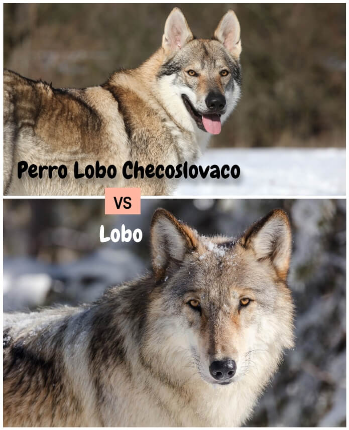 perro lobo checo mirando atento con la lengua afuera