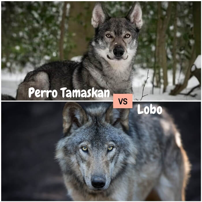 perro tamaskan echado sobre nieve en el bosque