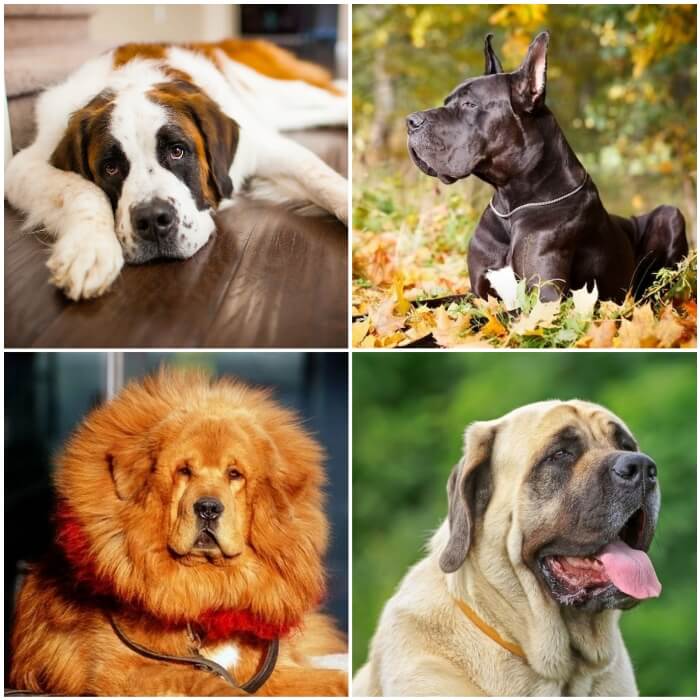 imagen collage de perros bonitos gigantes