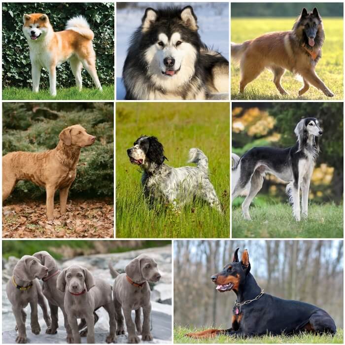imagen collage de perros bonitos grandes