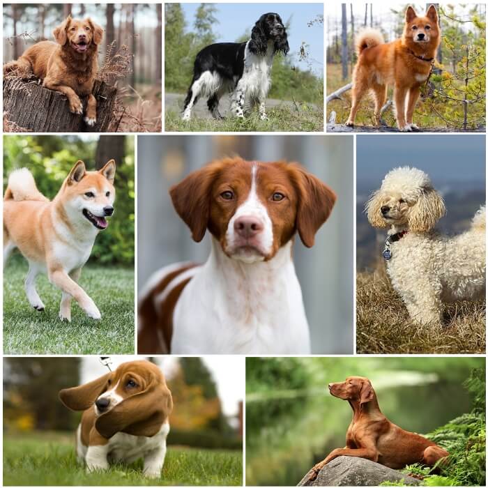 imagen collage de perros bonitos medianos