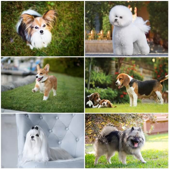imagen collage de perros bonitos chiquitos