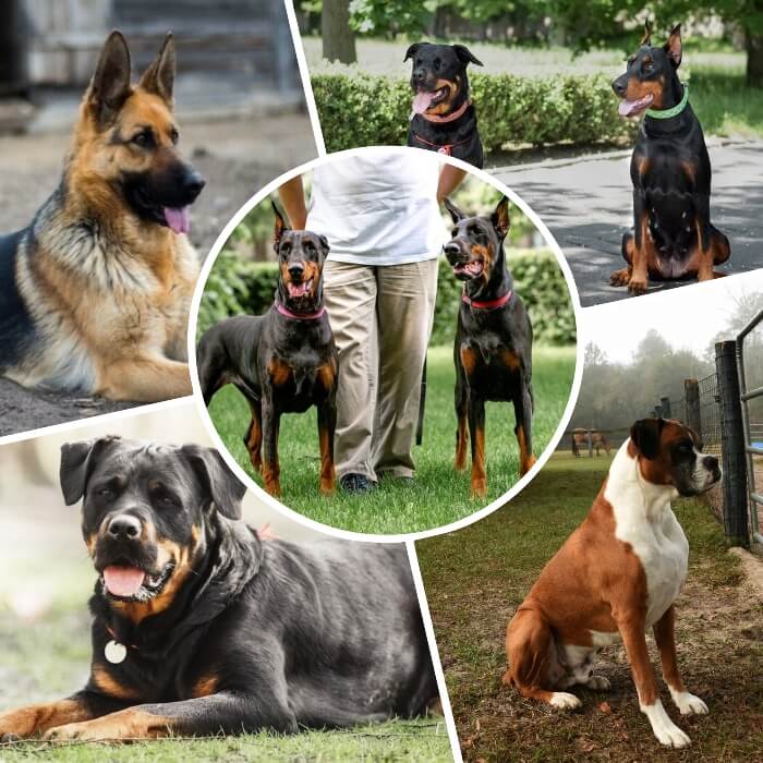 imagen collage de perros guardianes