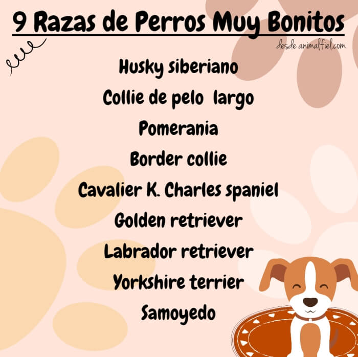 imagen-diseño razas de perros más lindos