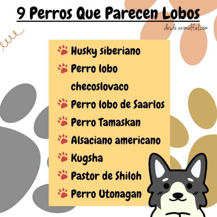 imagen-diseño sobre perros que se parecen al lobo