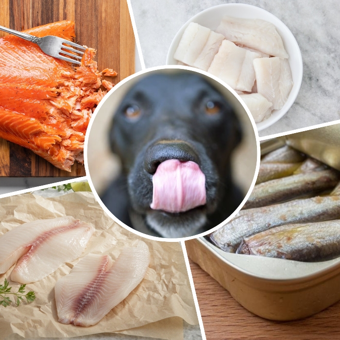 Triatleta Superposición cantidad Los Perros Pueden Comer Pescado? Tipos y Cantidad + Riesgos