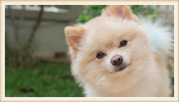 adorable pomerania crema con cara de peluche