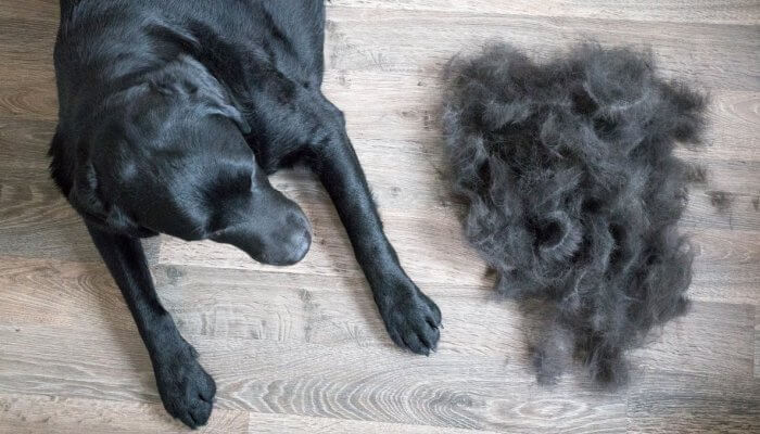 perro negro acostado junto a bulto de pelos en el suelo