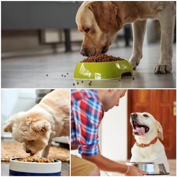 perro comiendo pienso en un tazón verde