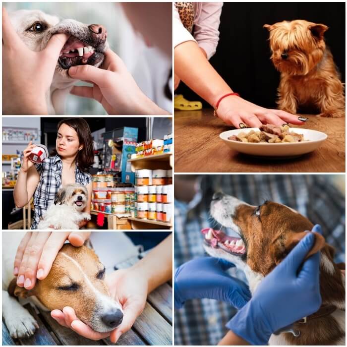 personas revisando los dientes de su perro