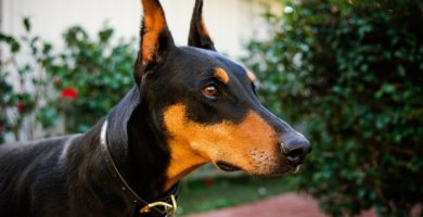 doberman guardián mirando atentamente