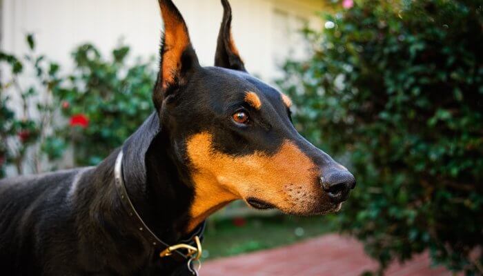 doberman guardián mirando atentamente