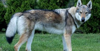 hermoso perro-lobo parado sobre el césped verde