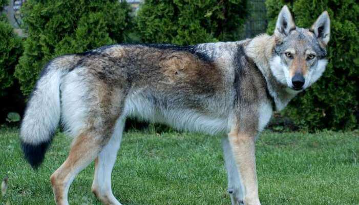 hermoso perro-lobo parado sobre el césped verde