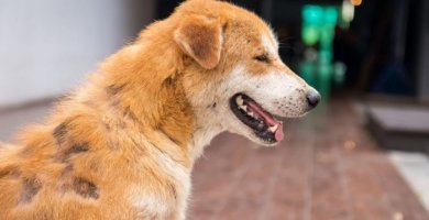 perro con parches de sarna sin pelo